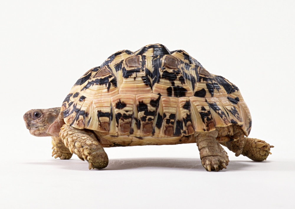 berlandiers tortoise
