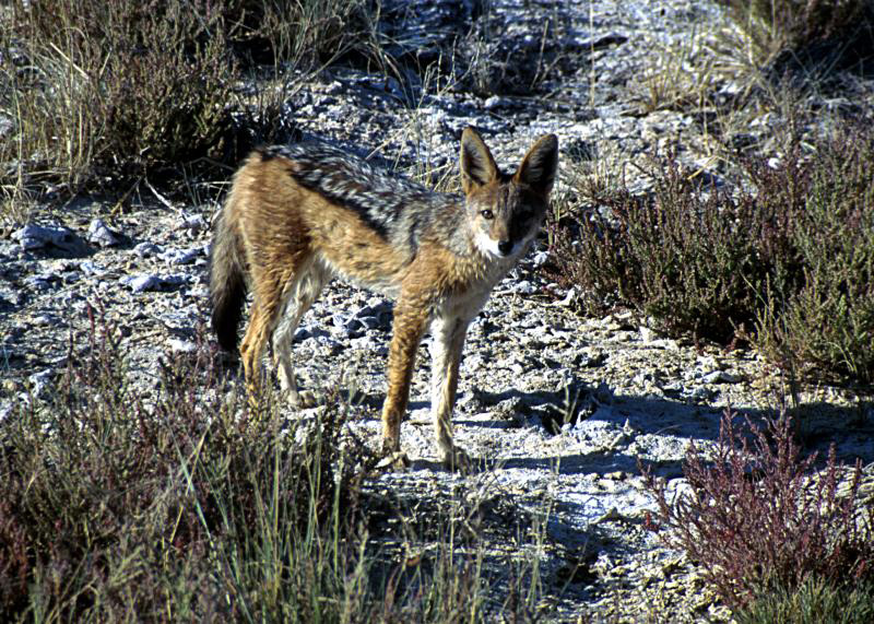 金豺阿尔及利亚亚种