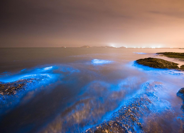  p>"荧光海滩"又称"火星潮",是一种生物发光现象