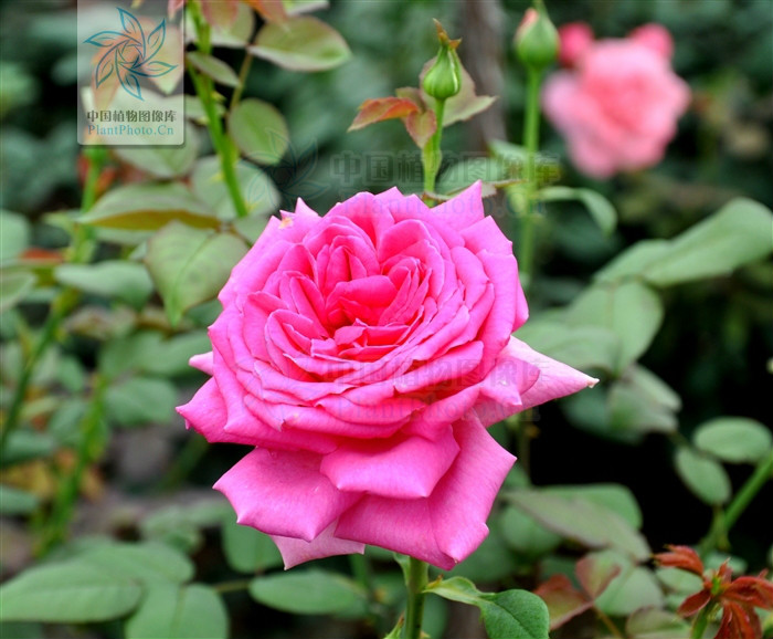 紫月季花(变种)