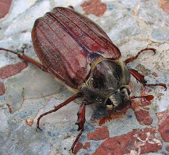  p>昆虫名,为鞘翅目(coleoptera) ,金龟科(scarabaeidae) .