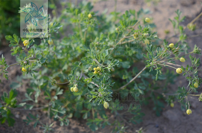  p>laptopyrum reichb 蓝堇草属,毛茛科,只有 a target="_blank" href