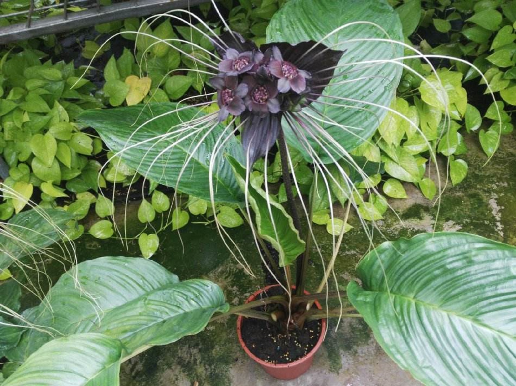 箭根薯(学名: i>tacca chantrieri /i> andre)是蓌蒻薯科蓌蒻薯属植物