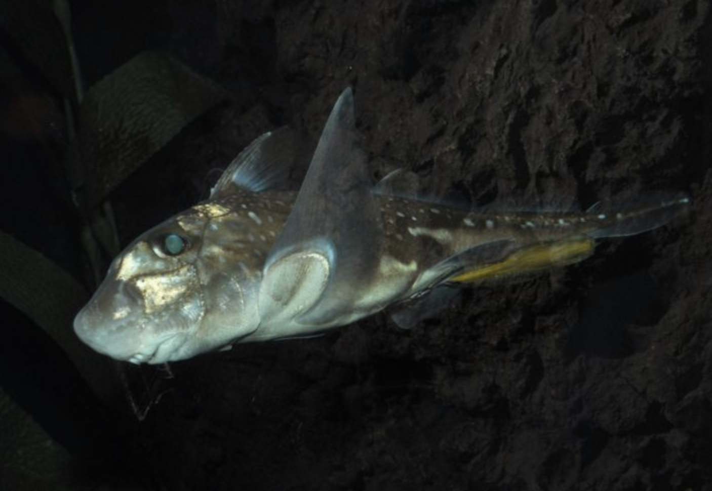 幼鱼出生时全长14厘米.