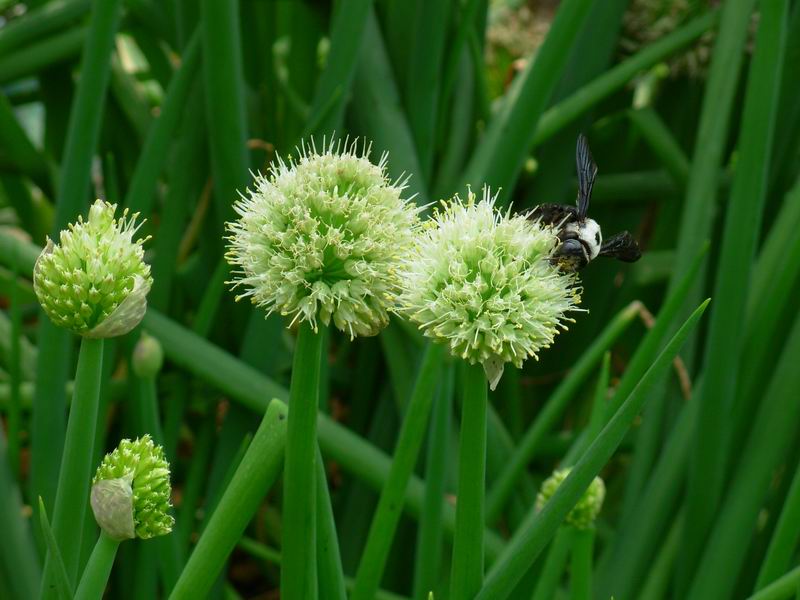  p>管花葱是一种葱科,葱属植物,为中国特有.