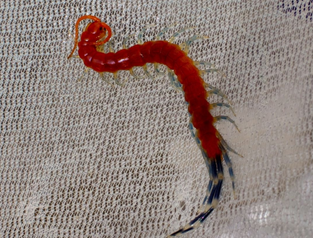 马来西亚三色珍宝蜈蚣