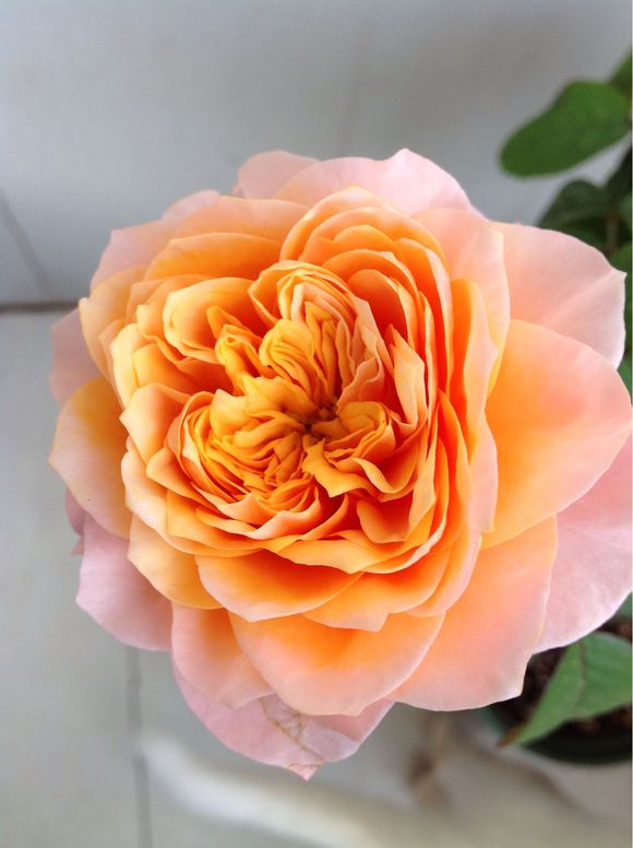  p>温柔珊瑚心是蔷薇科,蔷薇属下的一个月季花品种, b>产自 /b>荷兰.