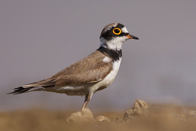 little ringed plover