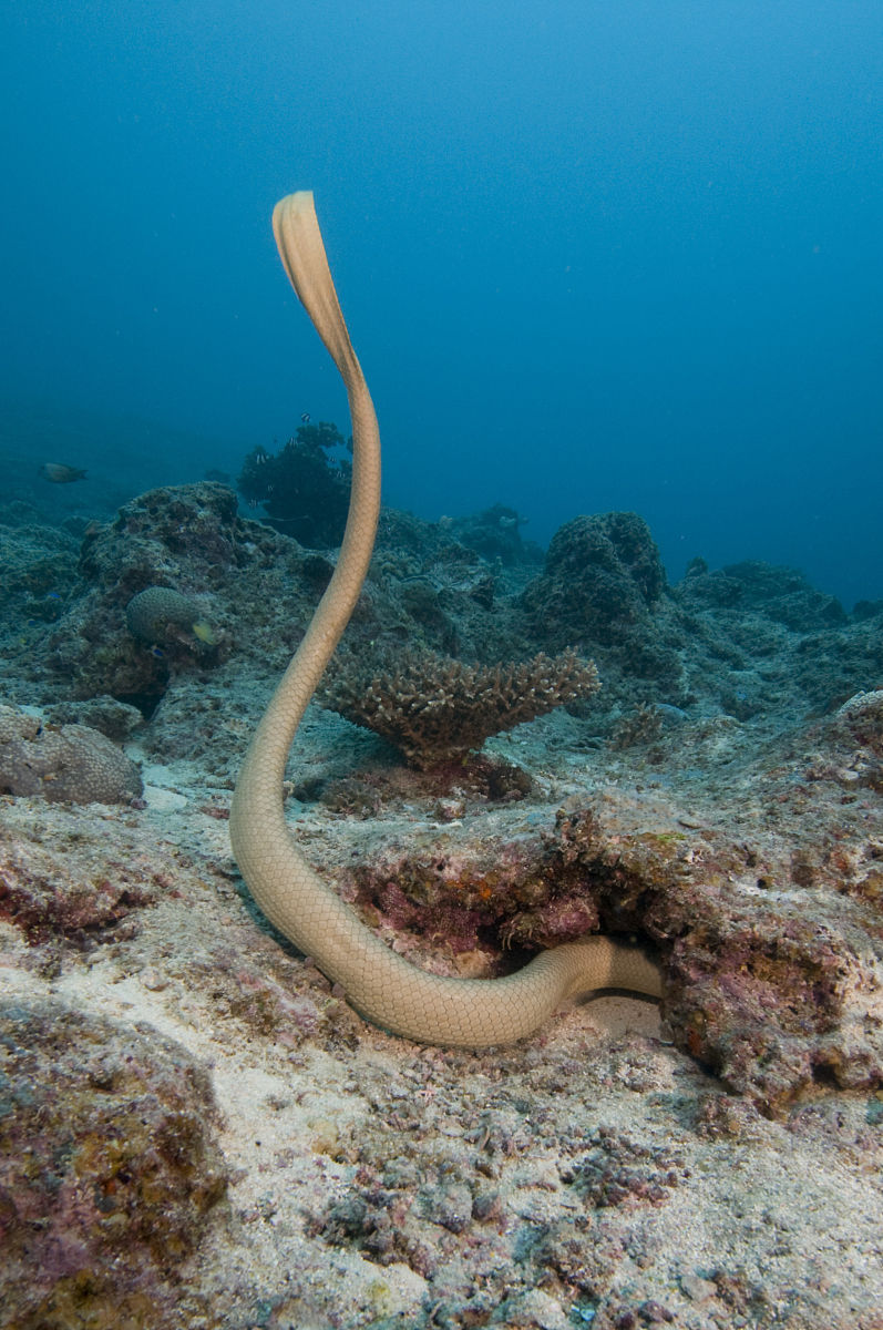  p>剑吻海蛇也称钩鼻海蛇或钩嘴海蛇. /p>