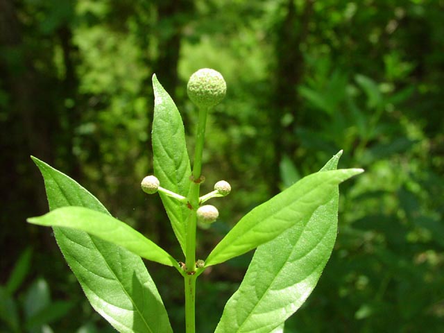 风箱树