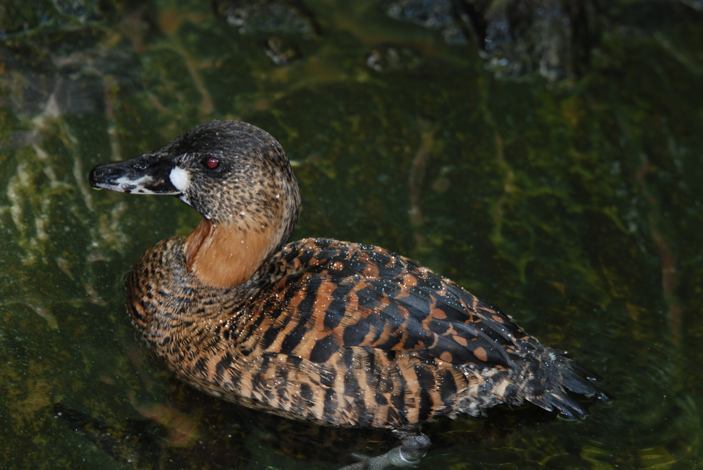  p>白背鸭(学名:thalassornis leuconotus)是鸭科白背鸭属的唯一物种.