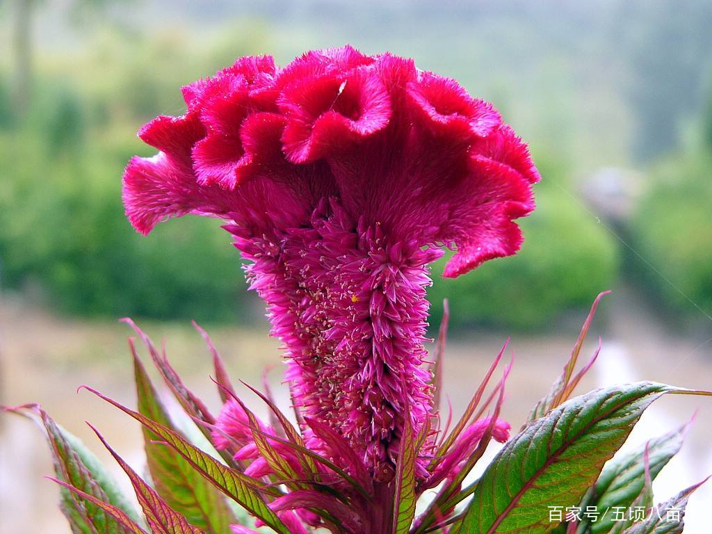 你知道 后庭花 是什么花吗 百科ta说