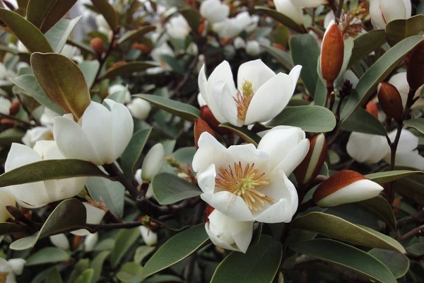  p data-id="tzpq0cthq4ur">深山含笑( i>michelia maudiae /i> dunn)