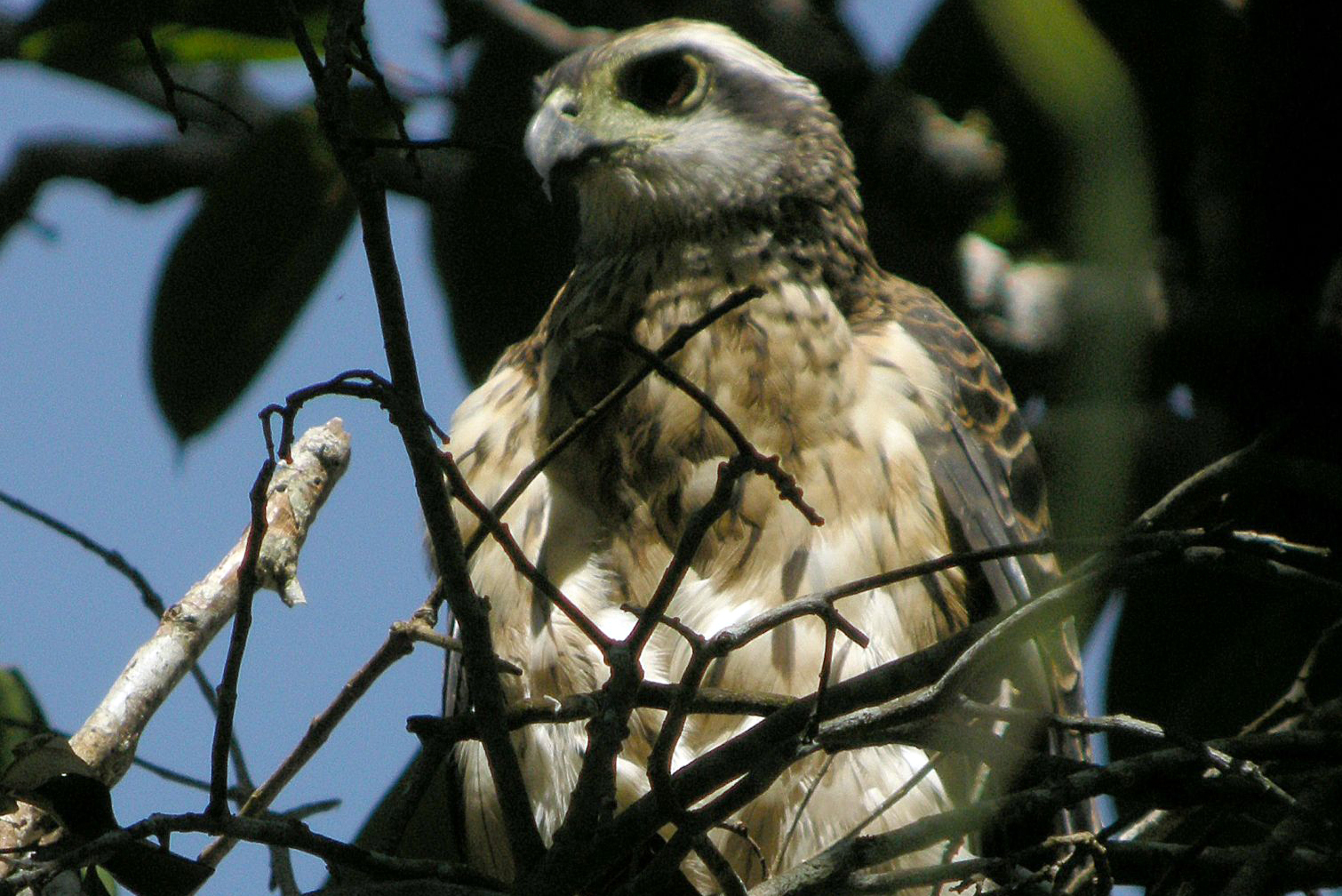  p>巨赤鹰(学名: i>megatriorchis doriae /i>):是鹰科,赤鹰属的猛禽.