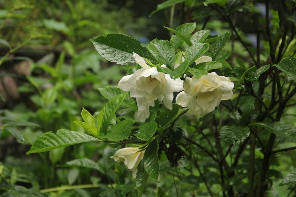  p data-id="go0envvfau">水栀子是多种植物的别称.