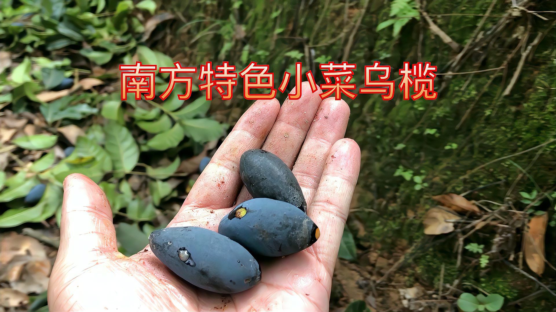 乌榄（橄榄科橄榄属乔木）_百度百科
