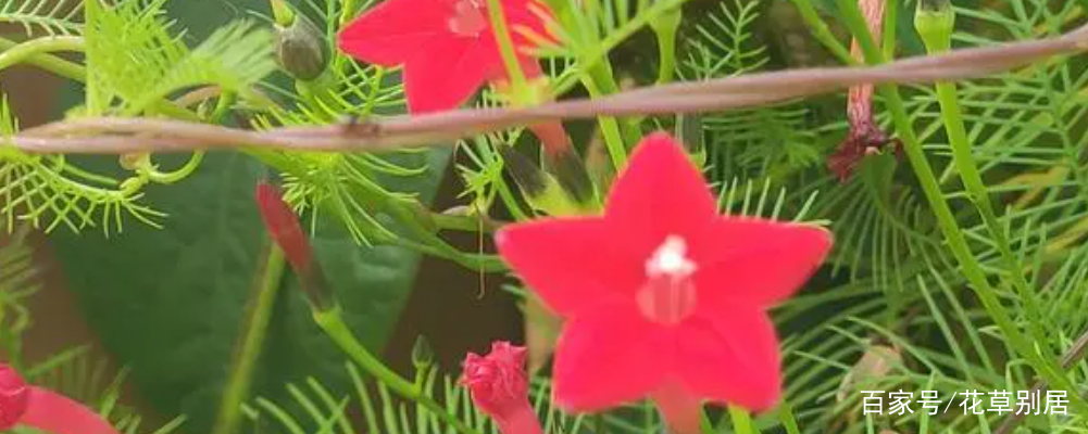 茑萝花的寓意和象征是什么 茑萝花不开花是怎么回事 百科ta说
