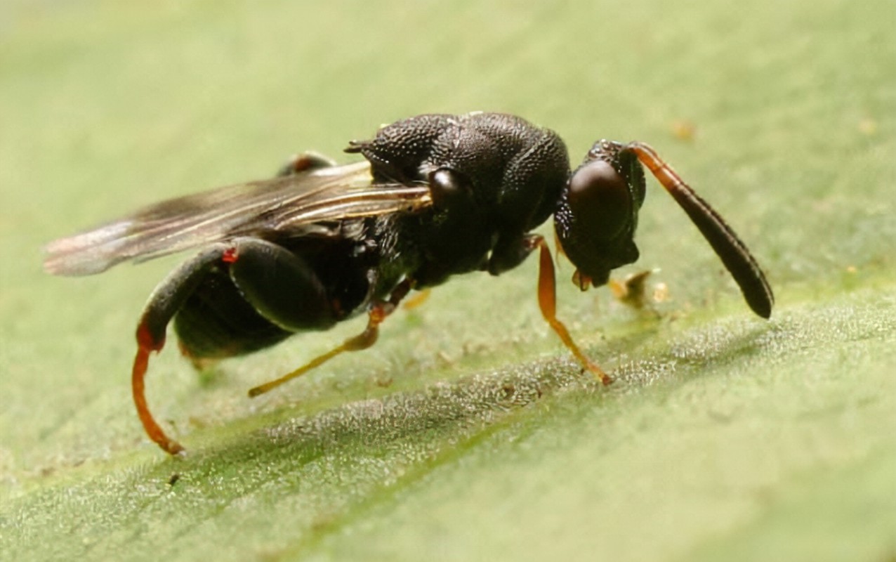  p>穆斯赘须金小蜂, i>halticoptera mustela 