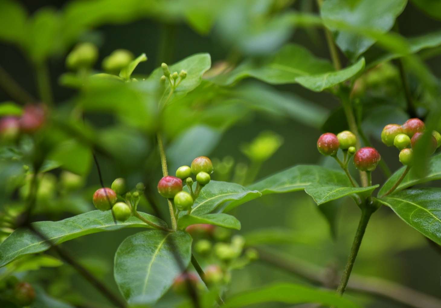 夹竹桃科萝芙木属灌木.
