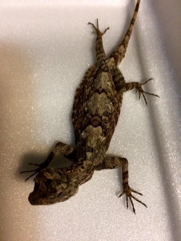  p>斑飞蜥(学名: i>draco maculatus /i>)是鬣蜥科,飞蜥属的爬行动物.