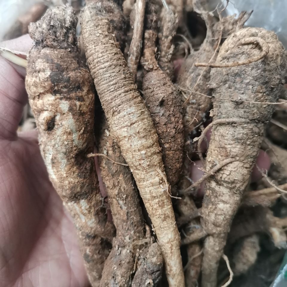  p data-id="gnbhwanmpm">泡参,是桔梗科沙参属的多年生草本植物.