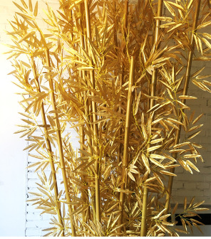 金竹（禾本科刚竹属植物）_百度百科
