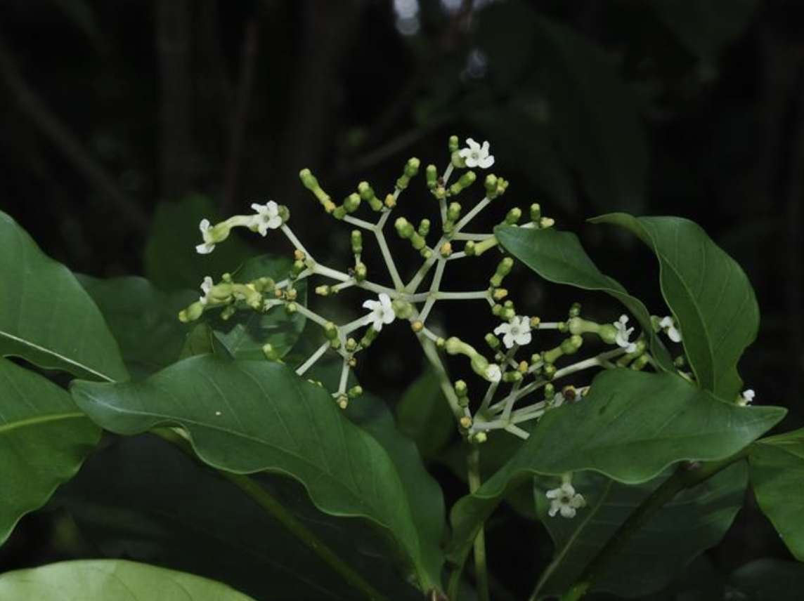  p>催吐萝芙木(学名: i>rauvolfia vomitoria /i> afzel.