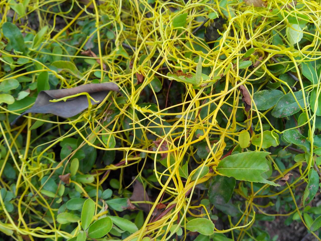 寄生藤(原变种)