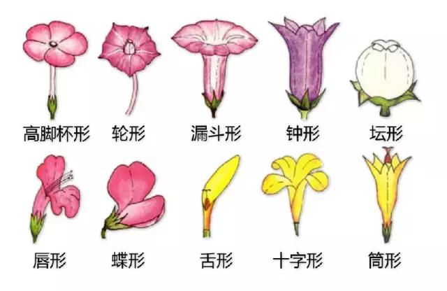花冠