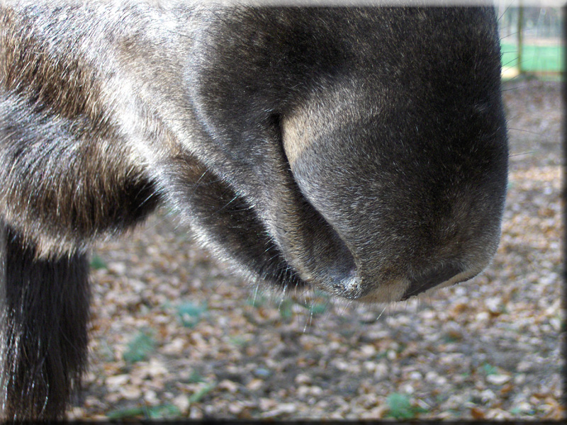  p>驼鹿(学名: i>alces alces /i>):鹿科,驼鹿属动物.
