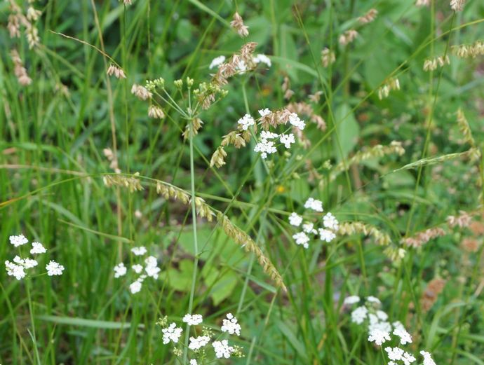  p>葛缕子(学名: i>carum carvi /i> l.