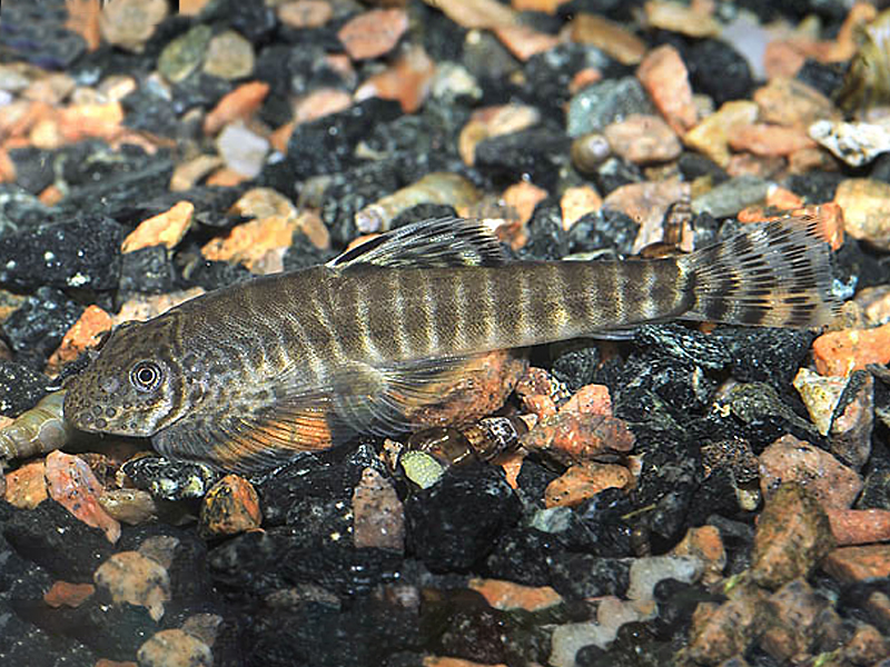 拟腹吸鳅指名亚种