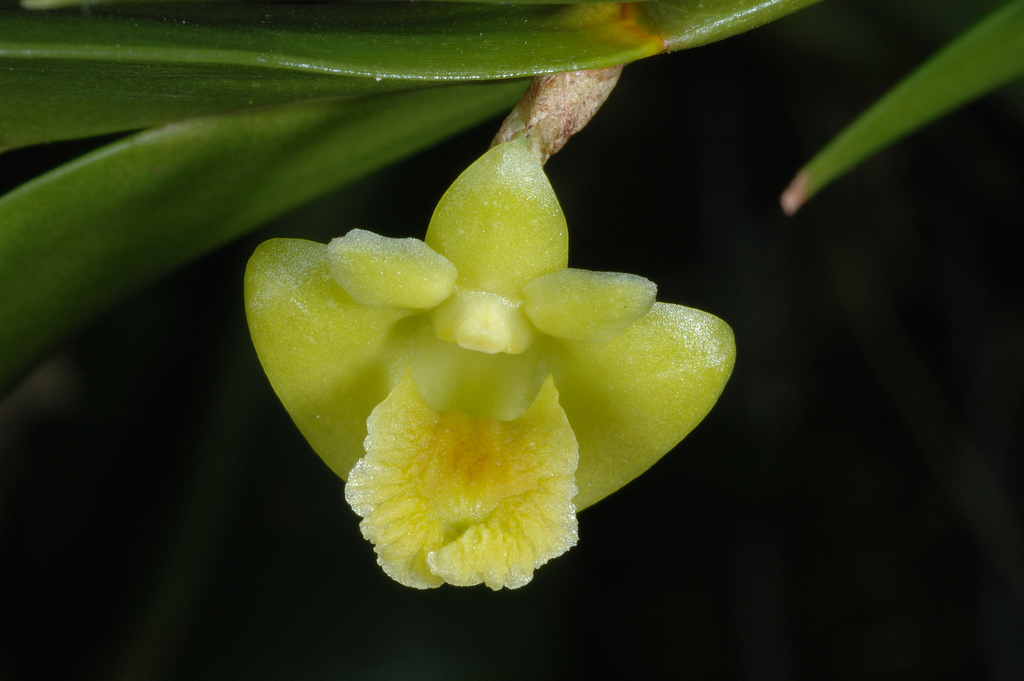  p data-id="gnb6hbh6et">燕尾兰又是兰花一种多年生常绿附生性花卉.