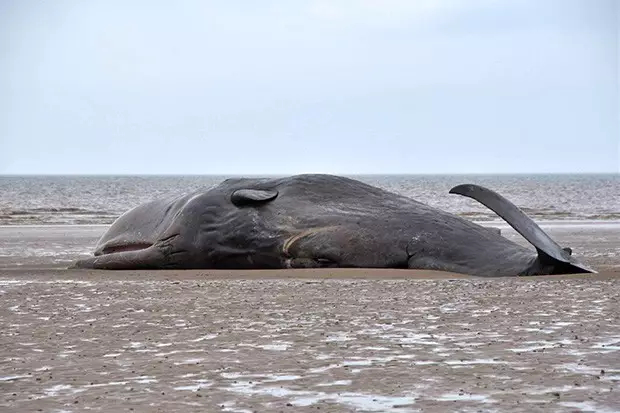 鲸鱼搁浅丨一个沉船带消失的日记