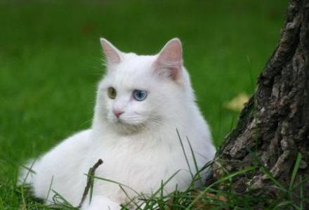 狮子猫（食肉目猫科动物）_百度百科