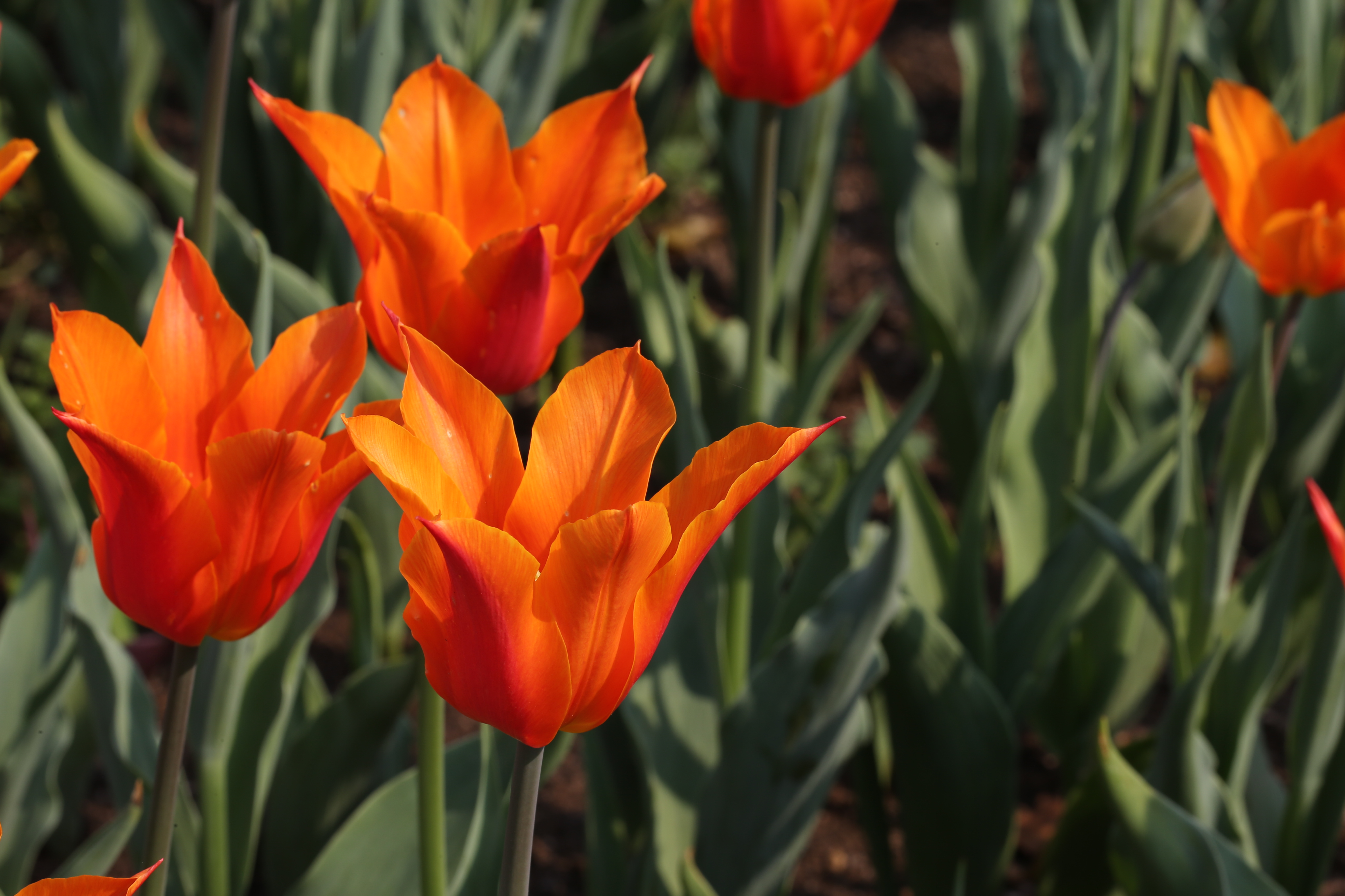  p>郁金香(学名: i>tulipa gesneriana /i> l.