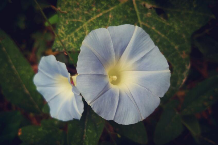 永远的爱——夕颜花_百科TA说 