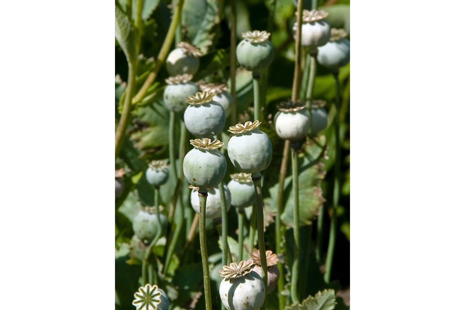  p>罂粟果,是植物罂粟花的果实,可入药,有麻醉作用,多食可上瘾,其果汁