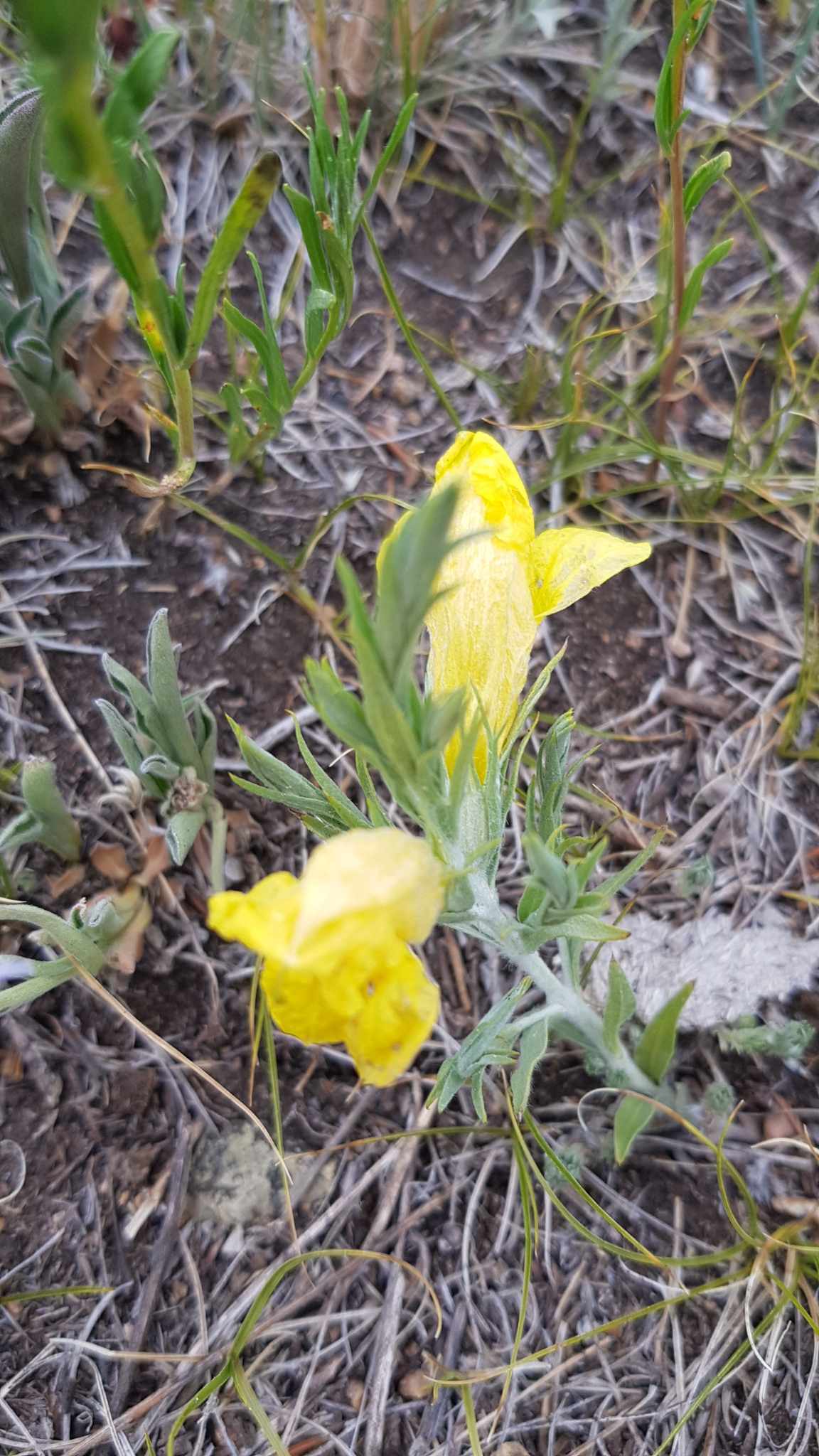 大黄花