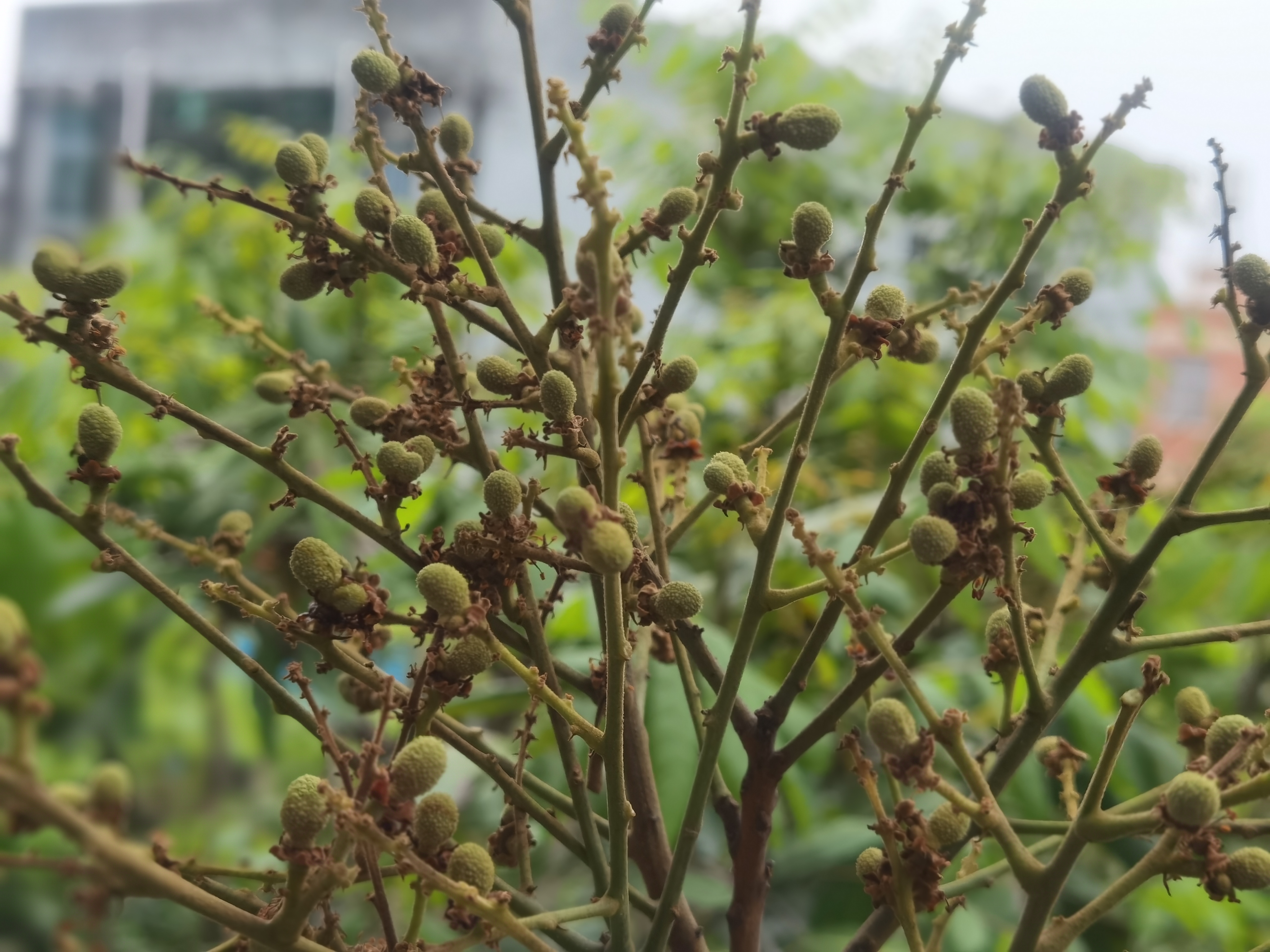 松风本龙眼是1985年龙眼 i品种资源调查中,在福建省莆田县黄石镇七境