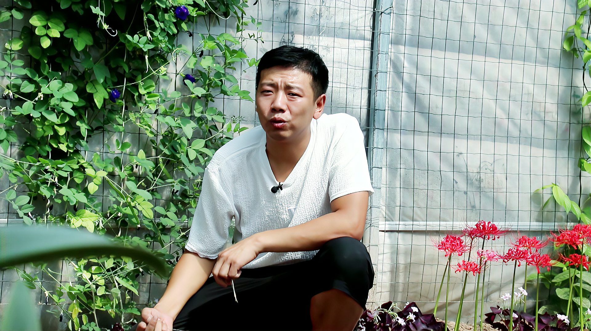 广东蝶豆 百度百科