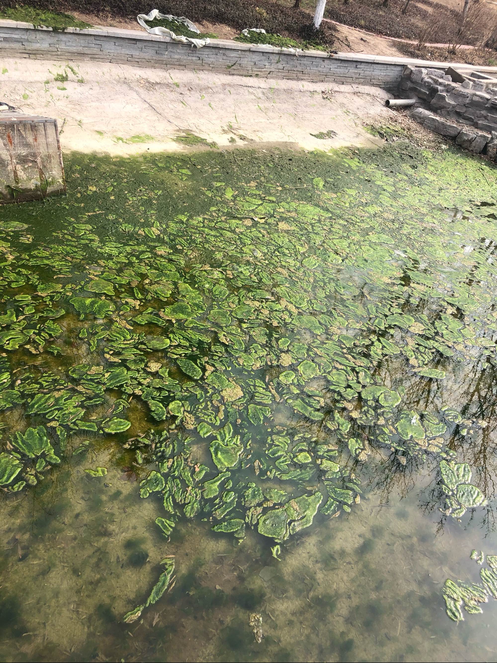 (chlorophyta)是 a target="_blank" href="/item/藻类植物/1235488"