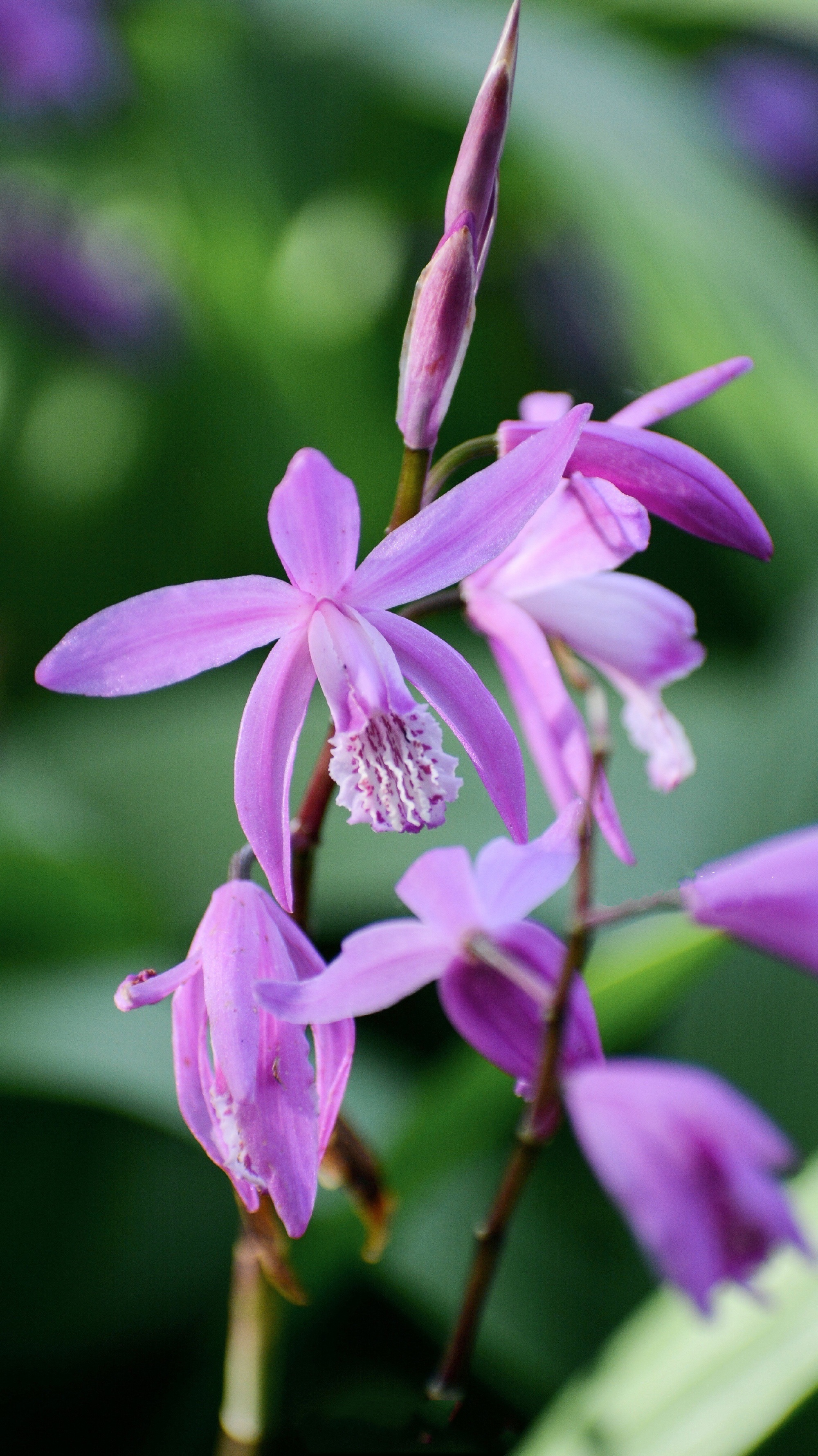 兰科/1122540" data-lemmaid="1122540">兰科 /a>植物盔红门兰orchis