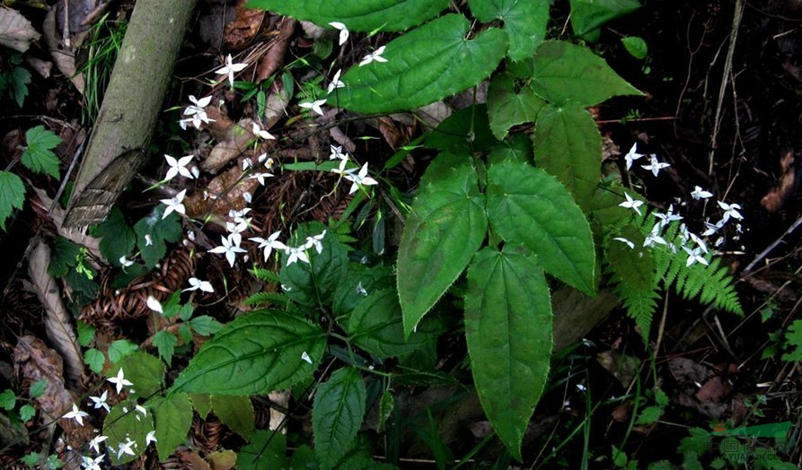 三枝九叶草(原变种)