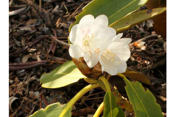 麻点杜鹃(原亚种)