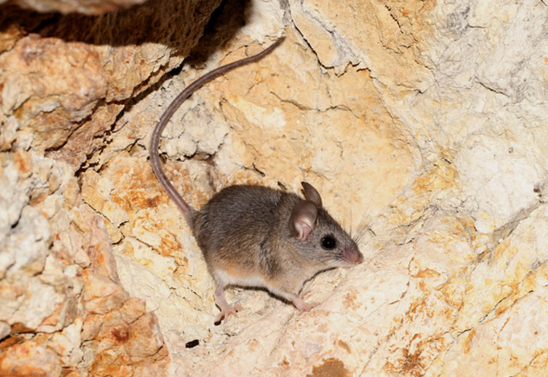  p>荒漠鹿鼠(学名: i>peromyscus eremicus /i>):是哺乳纲,鼠科的啮齿