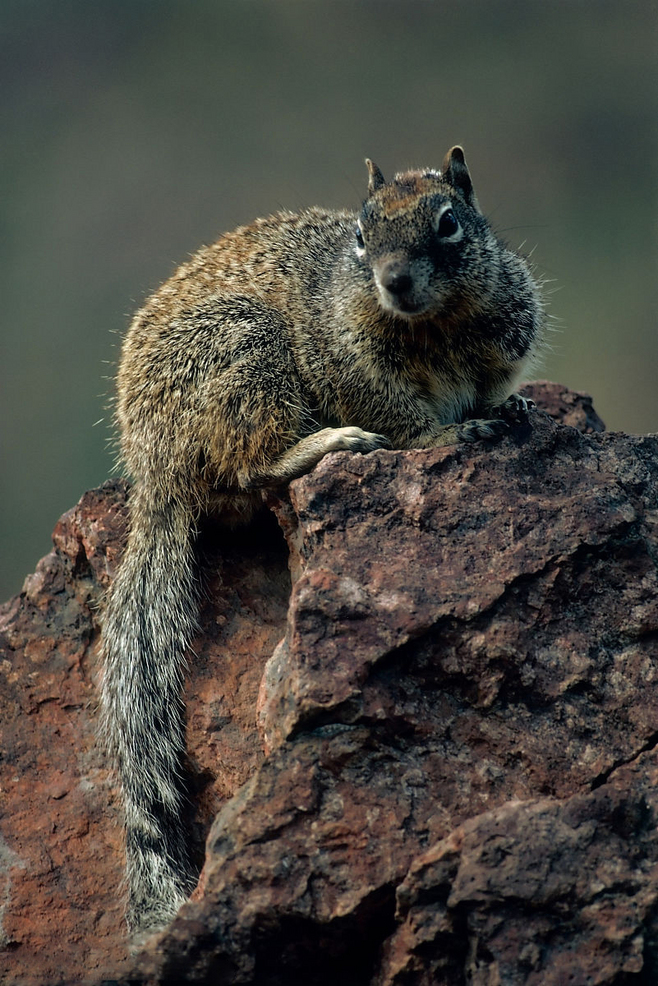 松田鼠甘肃亚种