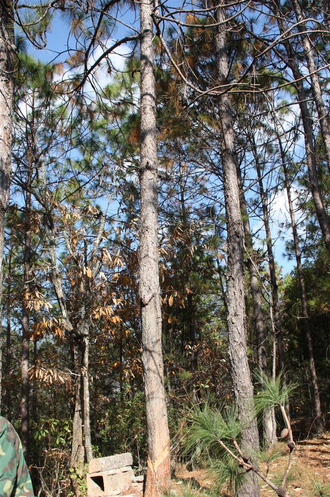 云南松双柏家系47号