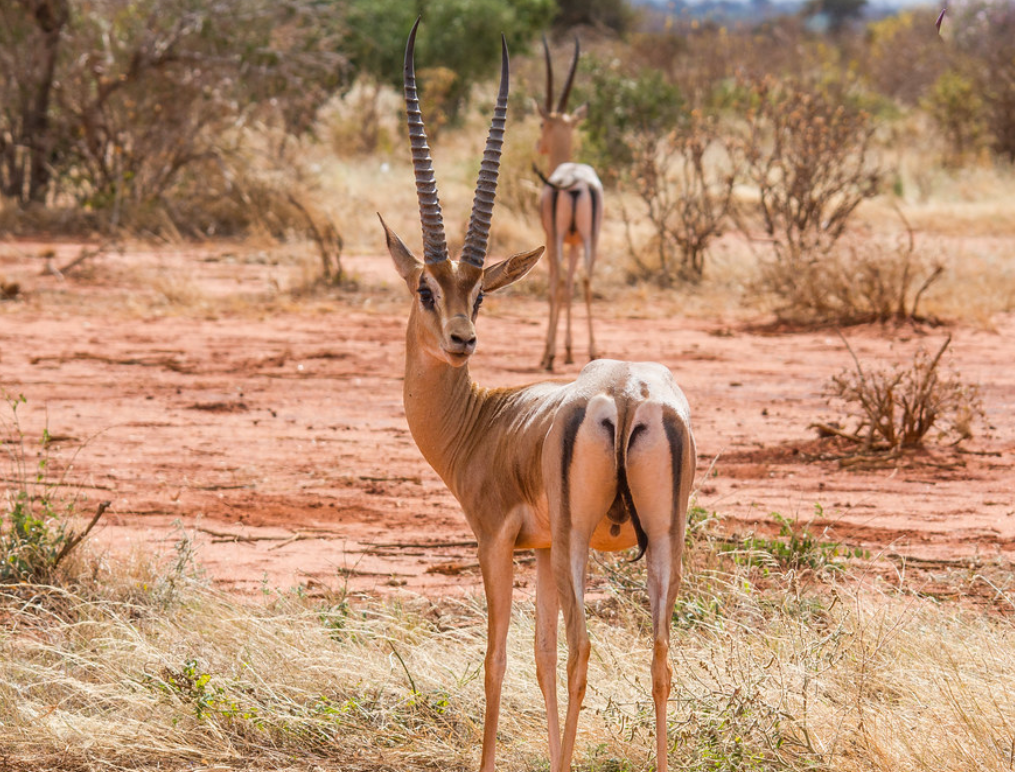  p>葛氏苍羚(学名: i>nanger granti /i>):是偶蹄目,牛科,苍羚属的