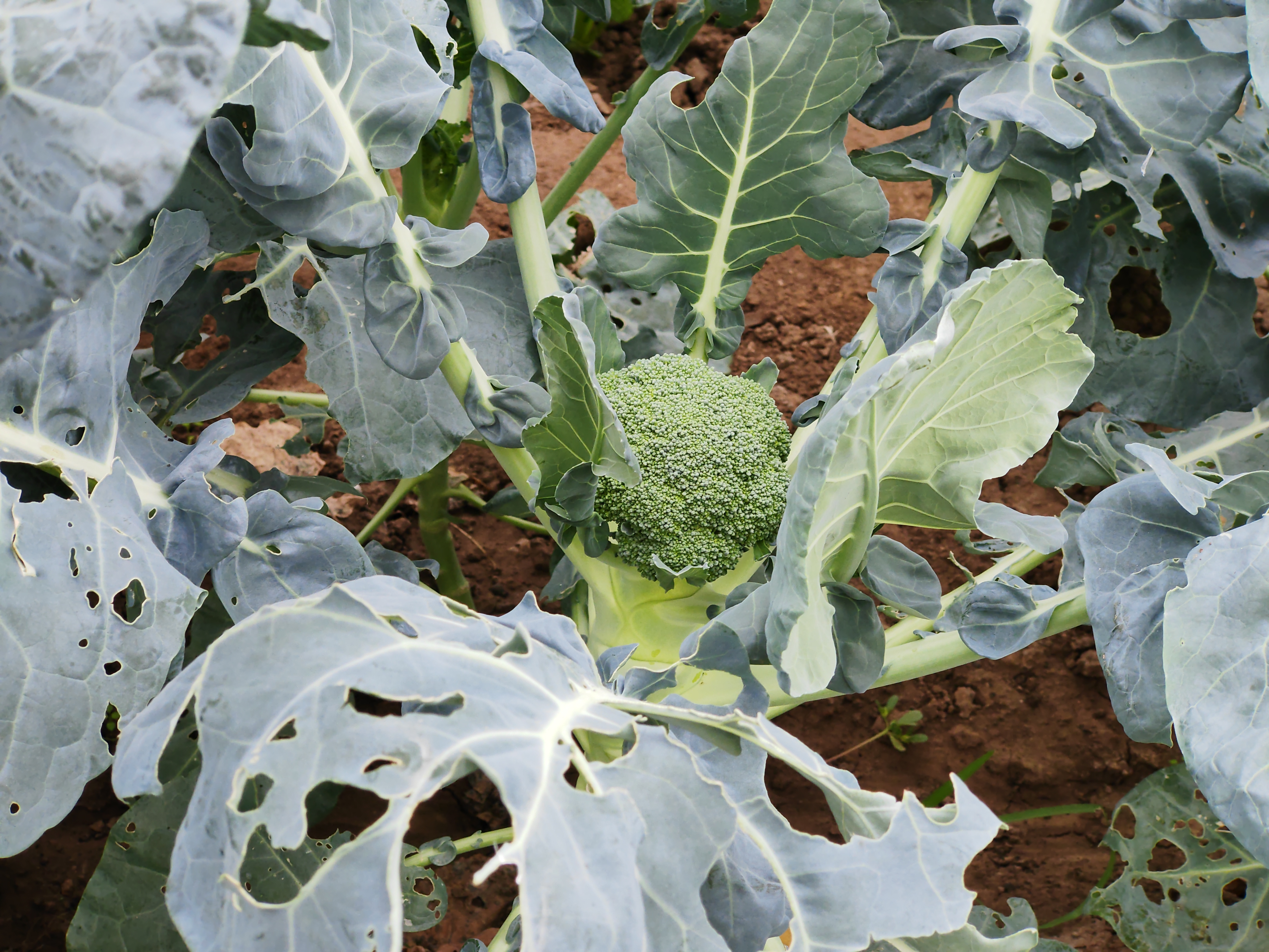  p data-id="txtktekojppg">西蓝花(学名: i>brassica oleracea /i> l